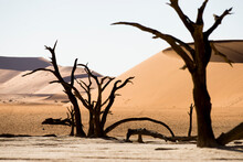Scenery With Dead Trees In Desert, Deadvlei, Sossusvlei, Namib Naukluft National Park, Namib Desert, Namibia