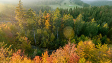 Scenery With Forest In Autumn