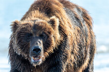 Brown BearÂ (UrsusÂ arctos), KurileÂ Lake, Kamchatka Peninsula, Russia