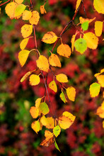 Yellow Birch Leaves Amongst Autumn Foliage In The Myvatn Region, Iceland
