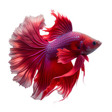 Beautiful Red Betta Fish On Transparent Background Generative AI