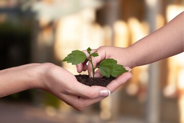 Canvas Print - Earth day concept, hands hold a green plant