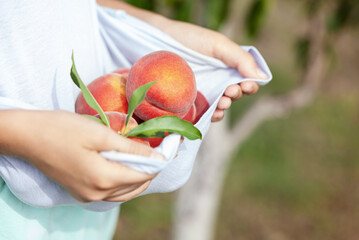 Fresh harvested peach fruits in farmer kids hands in the garden in summer day. Healthy organic vegan food. Gardening and harvesting concept.