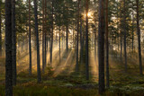 Fototapeta Krajobraz - Forest landscape in sunrise. Forest therapy and stress relief.