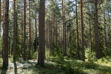  Forest landscape in sunrise. Forest therapy and stress relief.