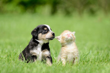 Dog And Cat Sitting On Meadow. Friendship Between Kitten And Puppy