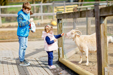 Two children cute toddler girl and school kid boy feeding little goats and sheeps on a kids farm. Happy healthy siblings brother and sister petting animals in the zoo. Exciting family weekend.