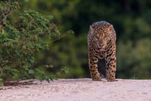 Jaguar (Panthera Onca),hunting Along The Water, Pantanal, Mato Grosso, Brazil. 