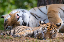 Siberian Tiger (Panthera Tigris Altaica) Female And Cub, Age 3 Months, Resting, Captive. 