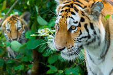 Siberian Tiger (Panthera Tigris Altaica) Female, With Cub Peering Through Vegetation, Captive. 