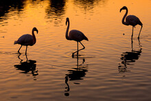 RF- Greater Flamingo (Phoenicopterus Roseus) Group Of Three Silhouetted At Sunset, Pont Du Gau Park, Camargue, France.  