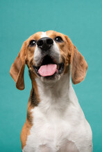 Funny Portrait Of A Beagle Dog Smiling Looking At The Camera On A Blue Background