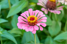 Beautiful Wild Growing Flower Zinnia Elegans On Background Meadow, Photo Consisting From Wild Growing Flower Zinnia Elegans To Grass Meadow, Wild Growing Flower Zinnia Elegans At Meadow Countryside