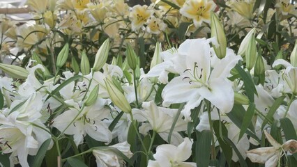 Wall Mural - blooming white lily flower field garden