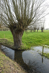 Canvas Print - Belgique Belgie Flandres Flanders Lovendegem arbre nature  Gent Ghent