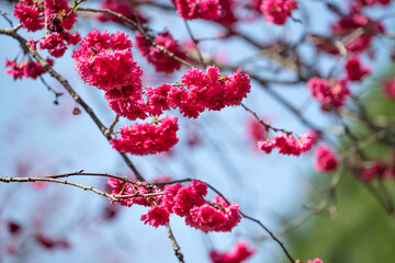 Sticker - Beautiful Yae Sakura Cherry Blossom blooming in Taiwan.