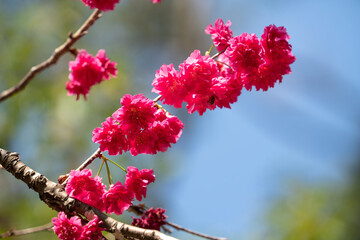 Wall Mural - Beautiful Yae Sakura Cherry Blossom blooming in Taiwan.