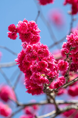 Wall Mural - Beautiful Yae Sakura Cherry Blossom blooming in Taiwan.