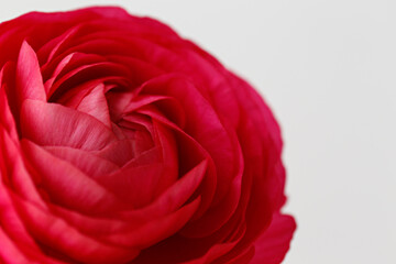 Wall Mural - Macro shot of of a single beautiful red ranunculus. Visible petal structure. Bright patterns of one flower bud. Top view, close up, background, copy space, cropped image.