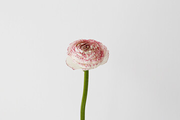 Wall Mural - Macro shot of of a single beautiful red ranunculus. Visible petal structure. Bright patterns of one flower bud. Top view, close up, background, copy space, cropped image.