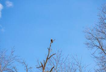 Eagles near Alton Il