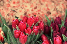 Natural Spring Floral Background With Red Tulips And Daffodils.