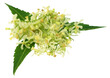Medicinal neem leaves and flower