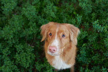Wall Mural - dog on the grass. Nova Scotia Retriever is a cute portrait. Toller in nature. Funny pet 