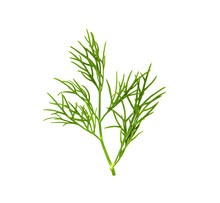 Fresh Dill  Isolated On  Transparent Png