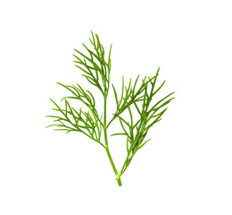 Wall Mural - Fresh dill  isolated on  transparent png