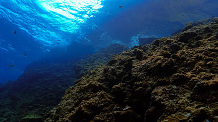 Wall Mural - Artistic underwater photo of  landscape in beautiful blue light. From a scuba dive.