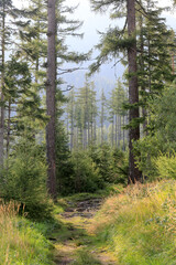 Canvas Print - pathway in forest