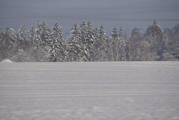 Wall Mural - fields and trees covered with snow