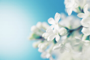 Wall Mural - white lilac flower branch on a blue background with copy space for your text