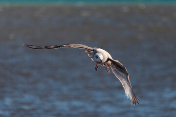 Poster - Young herring gull (Larus argentatus) in flight