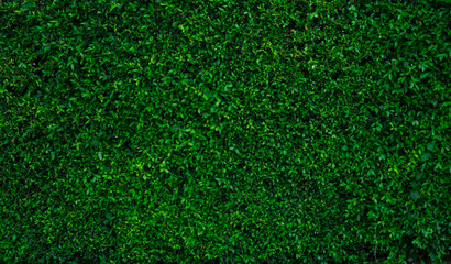 Small green leaves in hedge wall texture background. Closeup green hedge plant in garden. Eco evergreen hedge wall. Natural backdrop. Beauty in nature. Green leaves with natural pattern wallpaper.