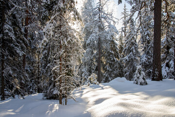 Wall Mural - snowy winter forest scenery during day time. sun is shining.