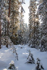 Wall Mural - snowy winter forest scenery during day time. sun is shining.