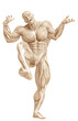 muscle man anatomy in an white background