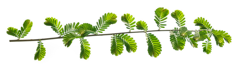 Wall Mural - green leaf isolated on white background