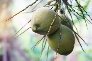 Wall Mural - Organic coconut fruits hangs on tree in garden. Concept : Agriculture crop in Thailand. Thai farmers grow coconuts 