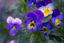 Adorable Blooming Pansies In Summer Garden On Natural Background