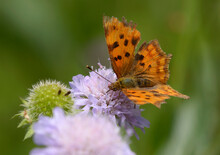 Butterfly The Comma, Polygonia C Album, Sitting On A Wild Field Flower