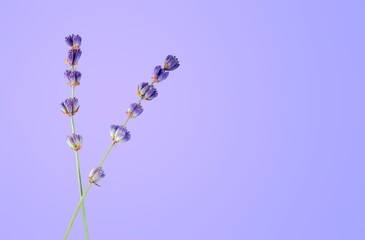 Wall Mural - Fresh aroma Lavender herb flowers