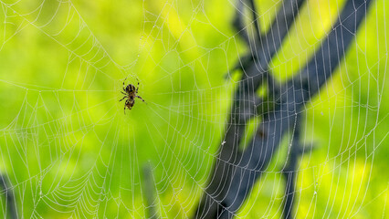 Spider In Dew Covered Spider Web, Garden Peninsula, Michigan