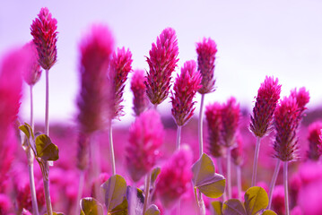 Wall Mural - Field of flowering crimson clovers (Trifolium incarnatum) close up. Spring season.