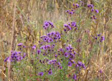 Purple Field Flowers Of New England Aster