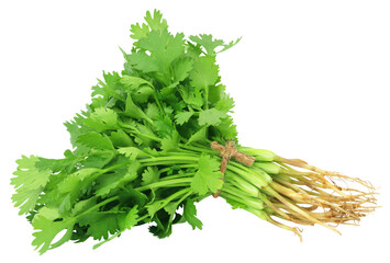 Wall Mural - Fresh coriander leaves