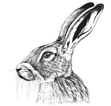 Portrait Of A Hare Sketch Hand Drawn Vector Illustrationwild Animals