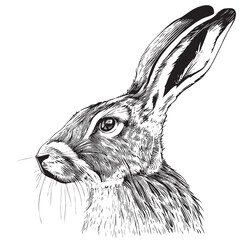 Wall Mural - Portrait of a hare sketch hand drawn Vector illustrationwild animals